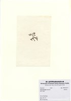 藏品(長枝沙菜)的圖片